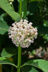 Common milkweed